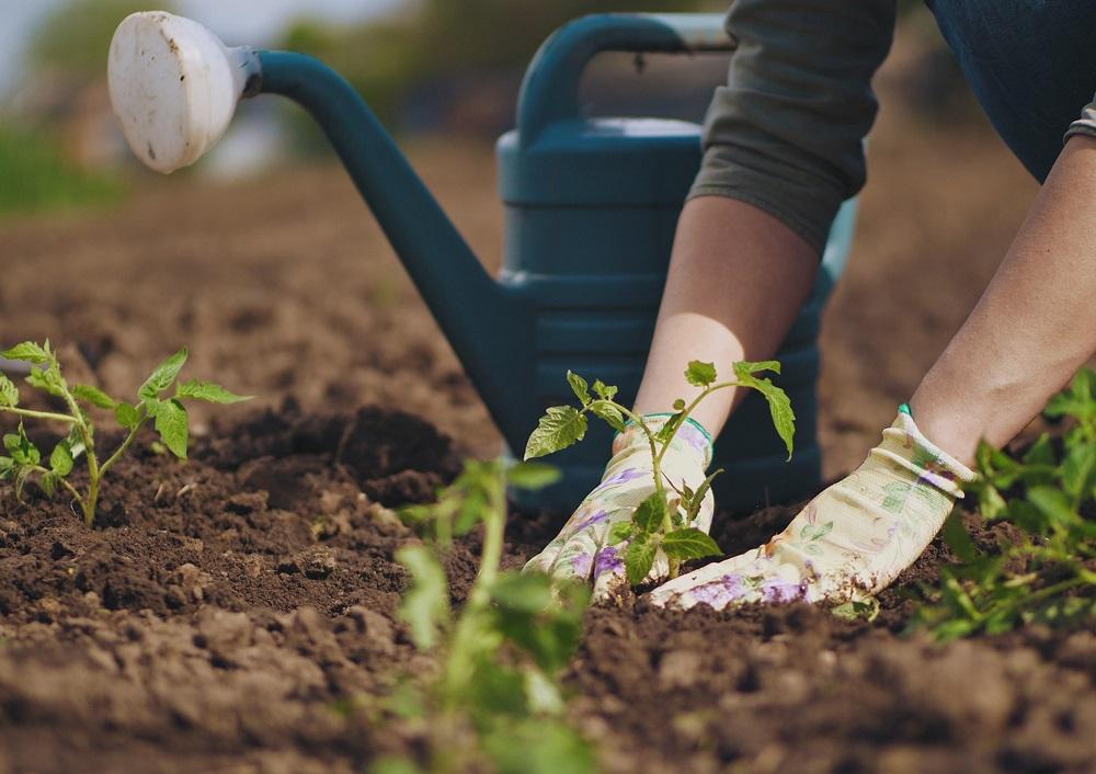 Akkoord op plan van aanpak herstel moestuinen