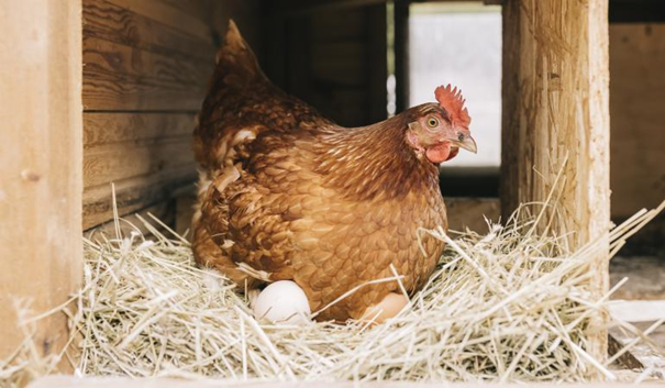RIVM adviseert om in heel Nederland geen particuliere eieren meer te eten